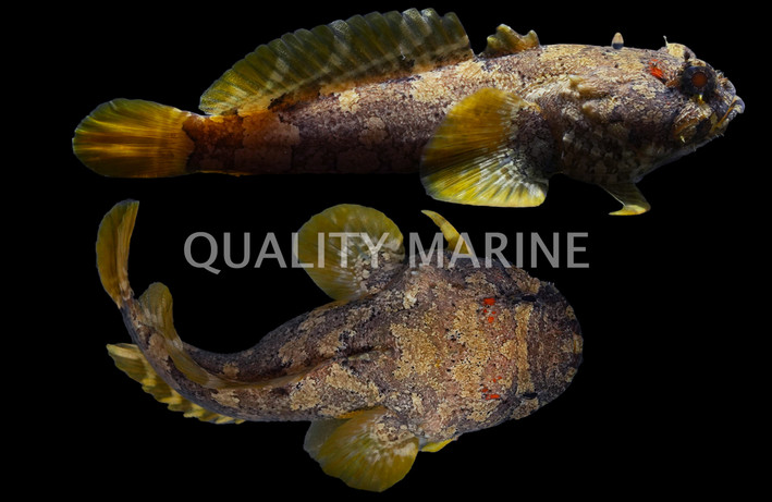 Toadfish, Grunting :: 10535