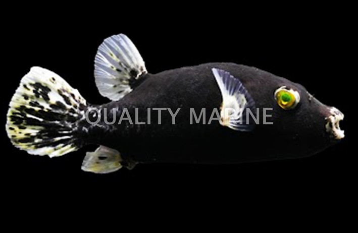Midnight Dogface Pufferfish :: 26524