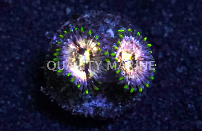 Zoa, Nirvanas :: 62486