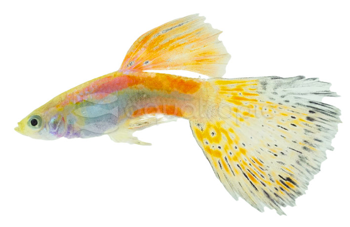 Grass Red Guppy, Male :: 33143