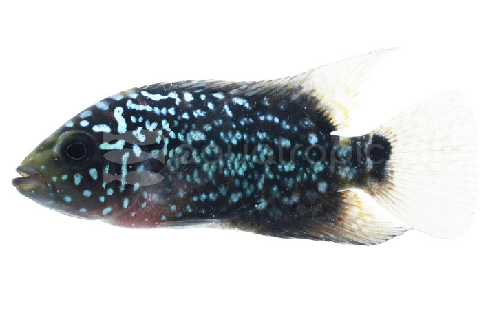 Flowerhorn Kamfa (Grade B) :: 53876