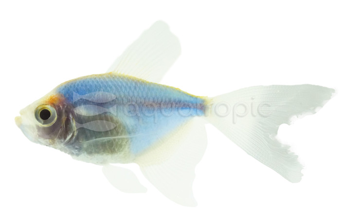 Glo Cosmic Blue Longfin Tetra :: 72505