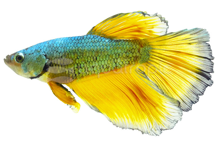 Halfmoon Gold Dust, Male :: 87540