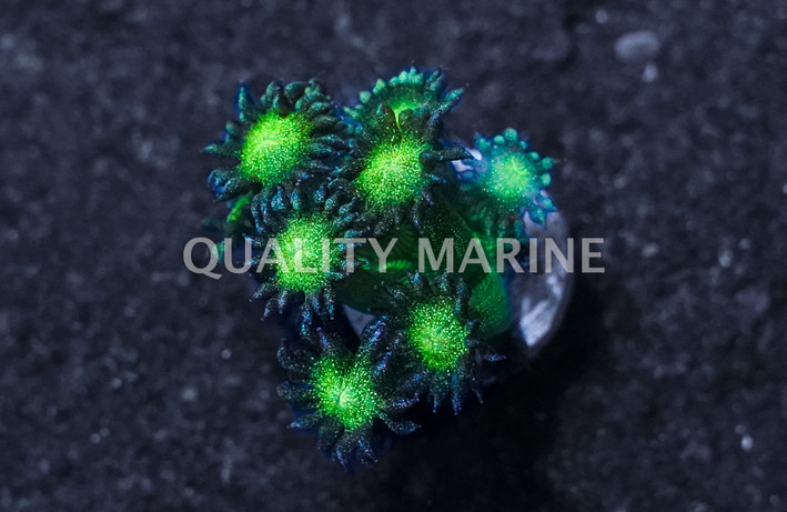 Flower Pot Glitter w/ Neon Green Base :: 86538