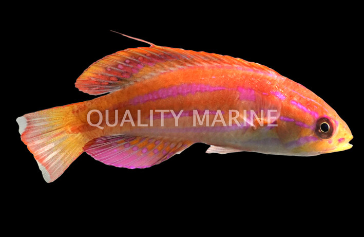 Diamond-Tail Flasher Wrasse :: 33794