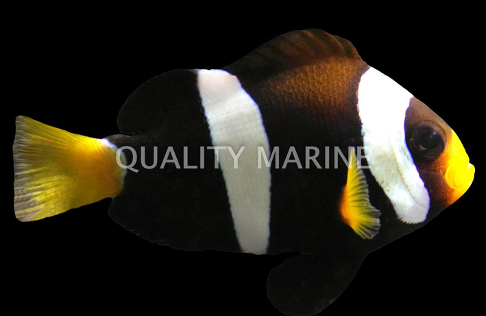 Clarkii Clownfish, Australia, Bali Aquarich :: 14199