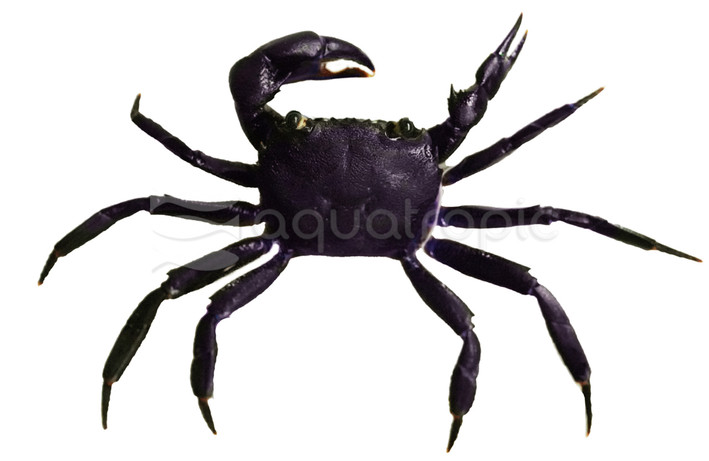 Purple Matano Crab :: 74470