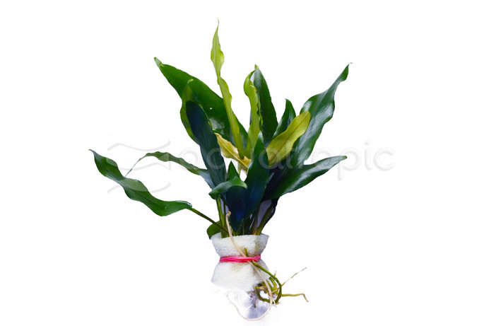 Anubias Minima :: 25738