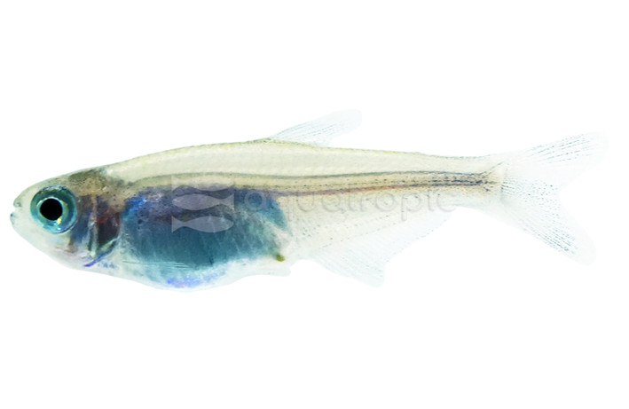 King Blue 'Peru' Tetra :: 47193