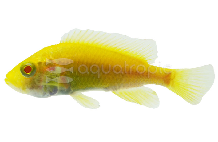 Kyoga Flameback Albino :: 47714