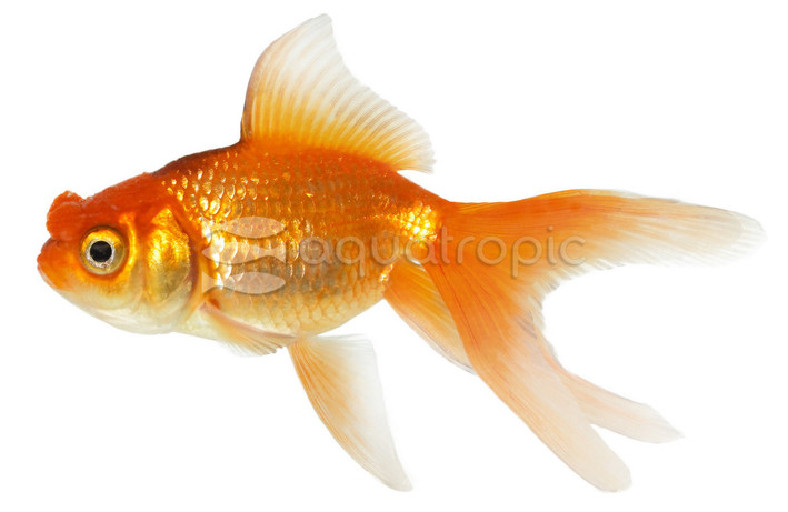 Red Pom Pom Goldfish :: 92724