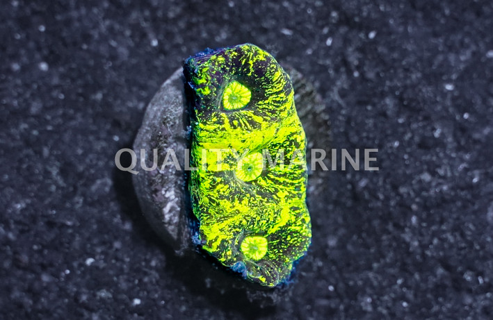 Brain Star Goniastrea Green Splatter :: 24134