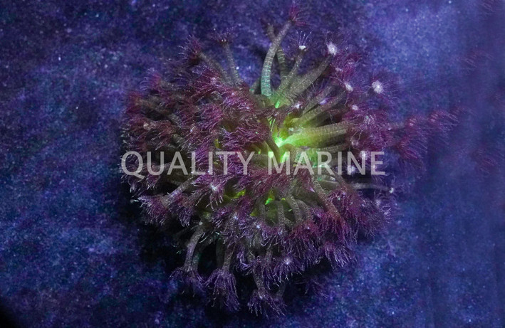 Flower Pot Glitter w/ Neon Green Base :: 78060