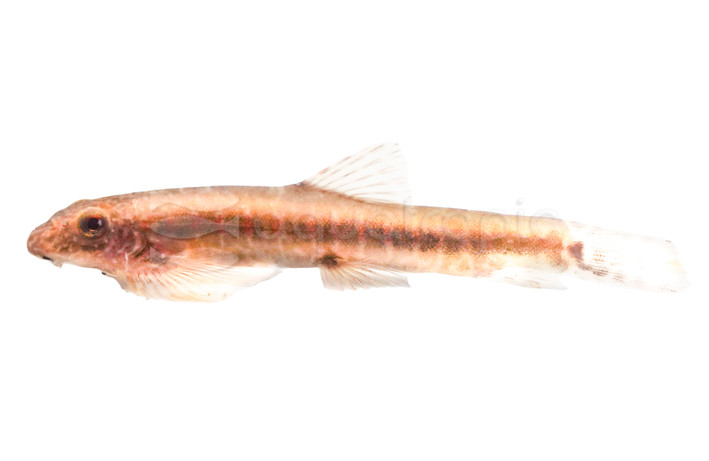 Striped Chinese Hillstream Loach :: 40391
