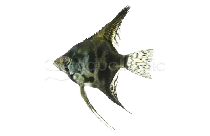 Clown Pinoy Angelfish :: 72938