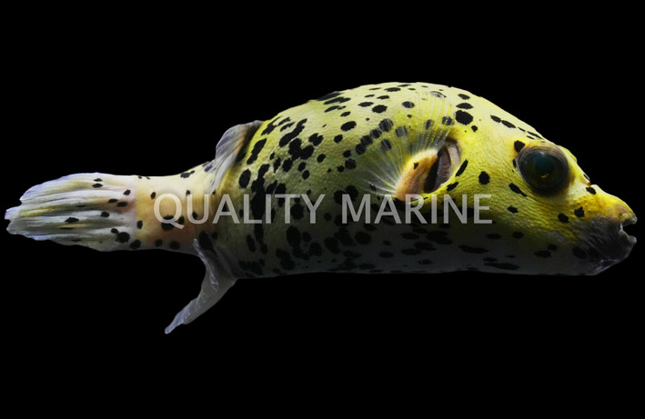 Midnight Dalmatian Yellow Dogface Pufferfish :: 26558