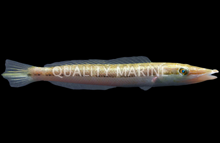 Cigar Wrasse :: 33881