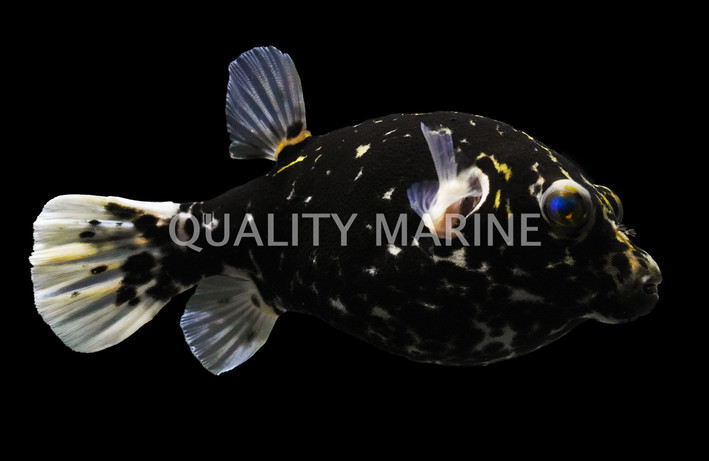 Midnight Dalmation Dogface Pufferfish :: 26540