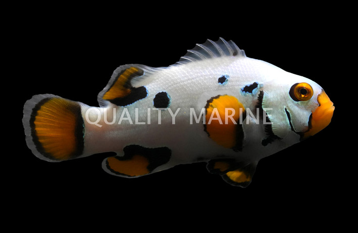 Premium Black Helmet Picasso Percula Clownfish, Bali Aquarich :: 14202