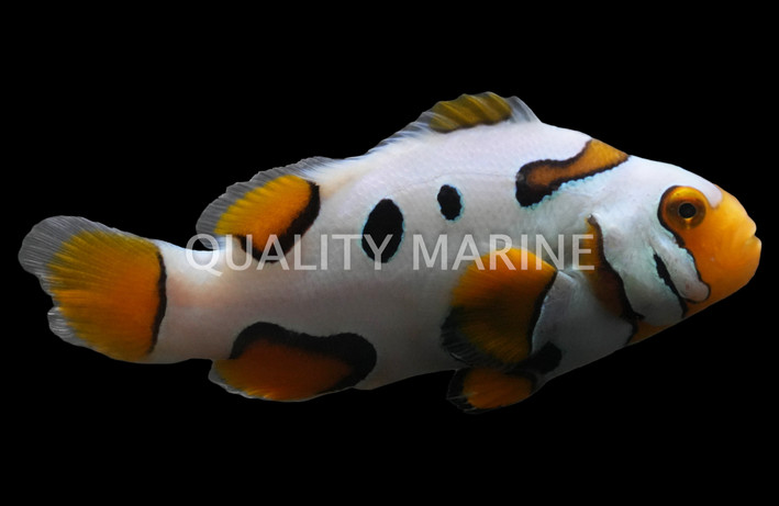 Picasso Percula Clownfish, A1, Bali Aquarich :: 14203