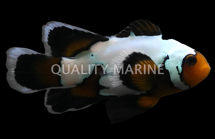 Longfin Snow Ocellaris Clownfish, Bali Aquarich :: 14204