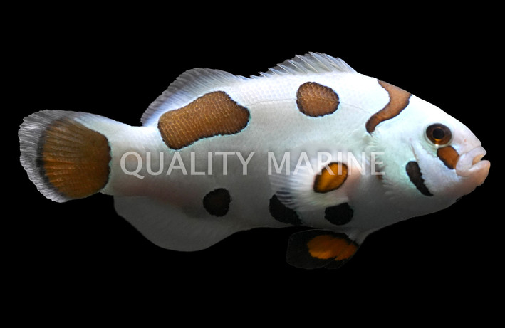 Mocha Storm Ocellaris Clownfish, Bali Aquarich :: 14206