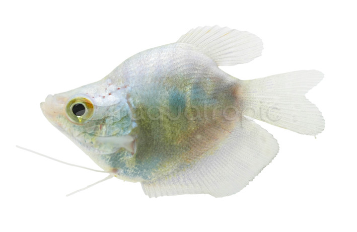 Opaline Balloon Body Gourami :: 10375