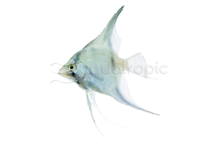 Paraiba Smokey Angelfish :: 84698