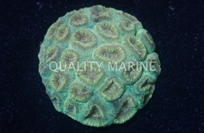 Fluted Moon Coral :: 52378