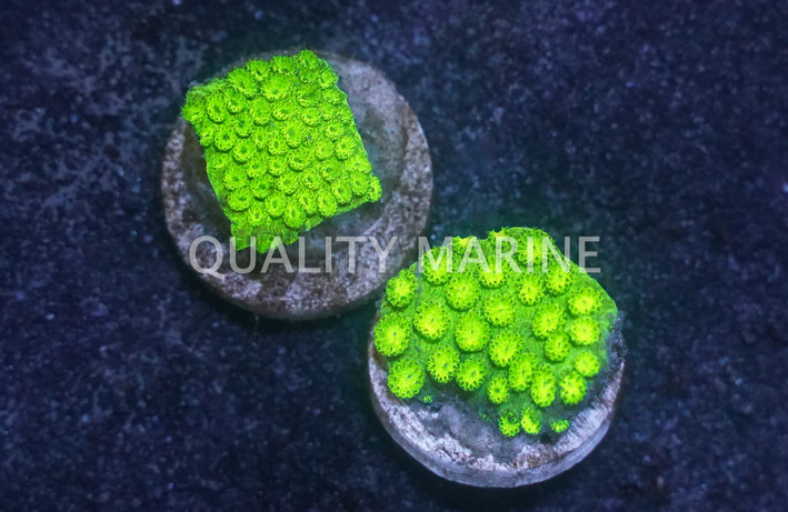 Cyphastrea, Neon Green :: 69307