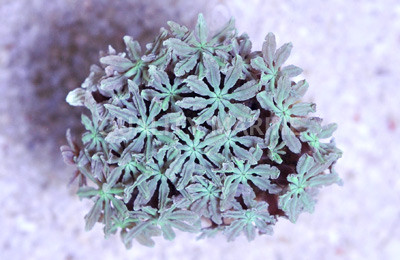 Pipe Organ Green :: 74888