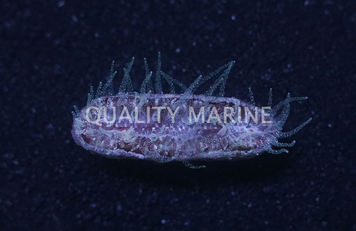 Truncatoflabellum Veroni :: 82799