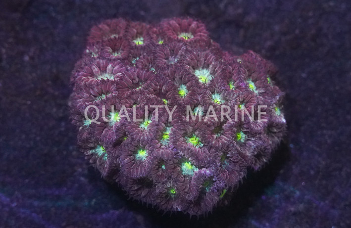 Neon Green Center Blastomussa Wellsi Coral :: 85993