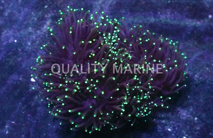 Yellow Tip Black Tentacle Torch Coral :: 10949