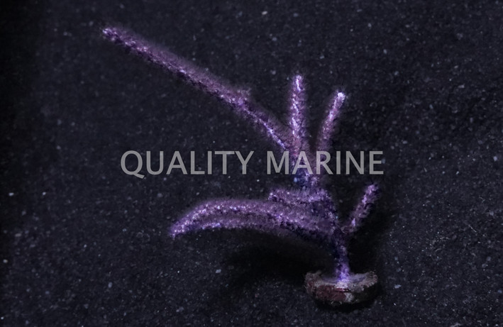 Frilly Gorgonian :: 51040