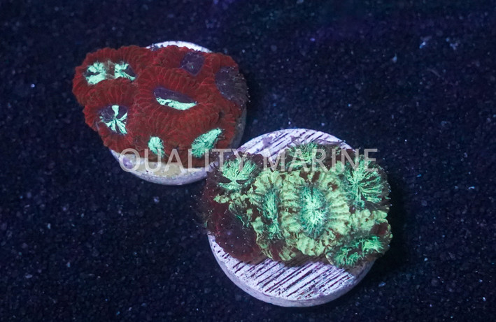 Brain,  Red Rim Variants :: 52614