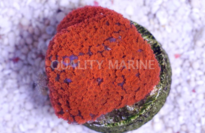 Encrusting, Blue w/Red Polyps "Superman" :: 93084