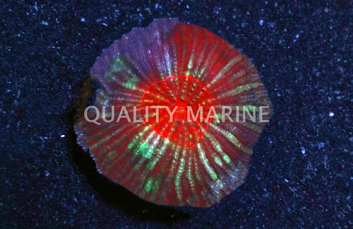 Vitiensis, Red "Australomussa" :: 26703