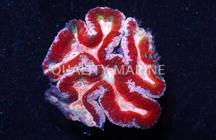 Brain Open Red :: 28987