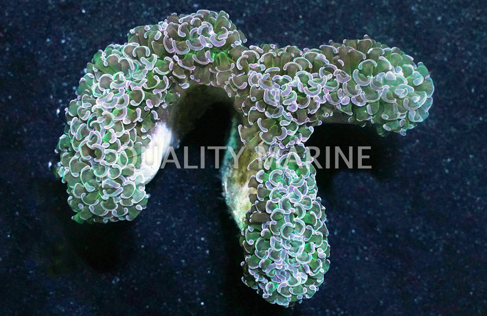 Purple Tip Green Wall Hammer Coral :: 48845