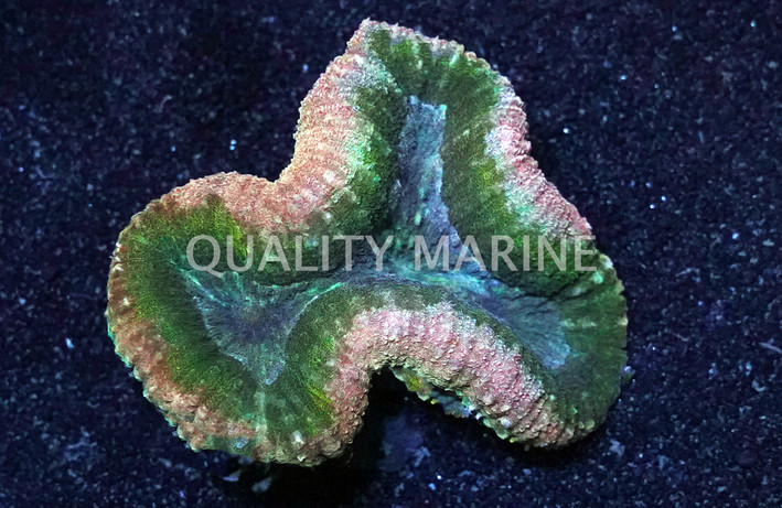 Brain Open Tricolor :: 72379