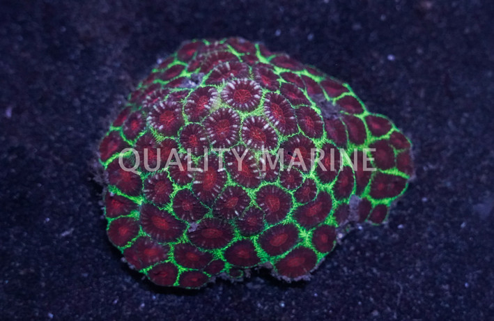 Green w/Red Eye Xmas Favia Brain Coral :: 26180