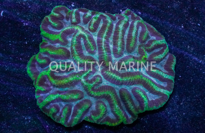 Brain Dented Ultra Color :: 46654