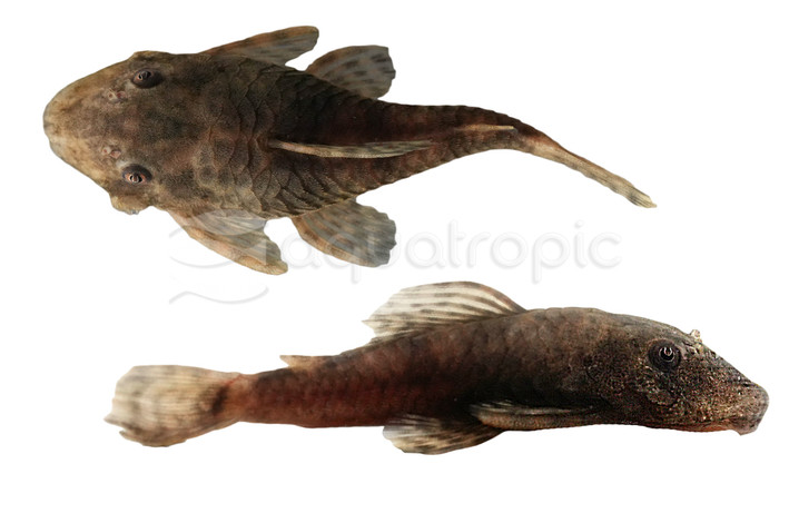 Cucuta Bristlenose Plecostomus :: 48155