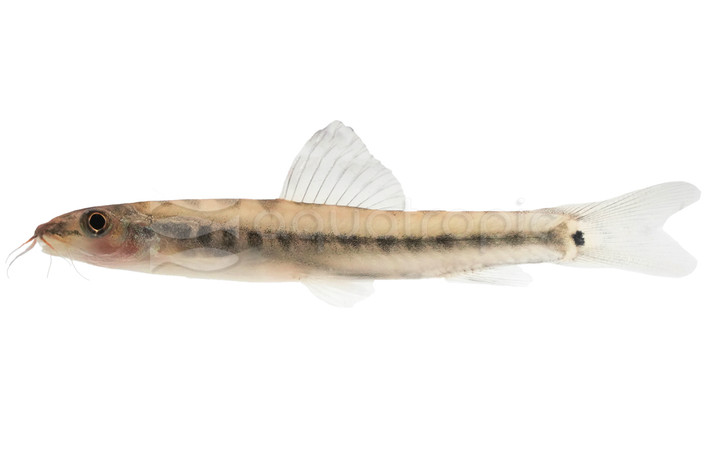 Ornate Sand Loach :: 93109
