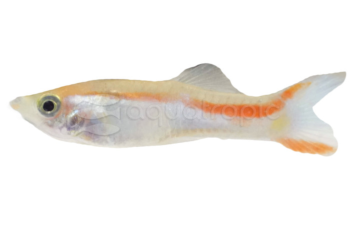 Endler's Lazer Guppy, Male :: 38330