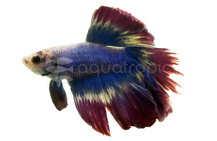 Halfmoon Thai Flag, Male :: 46505