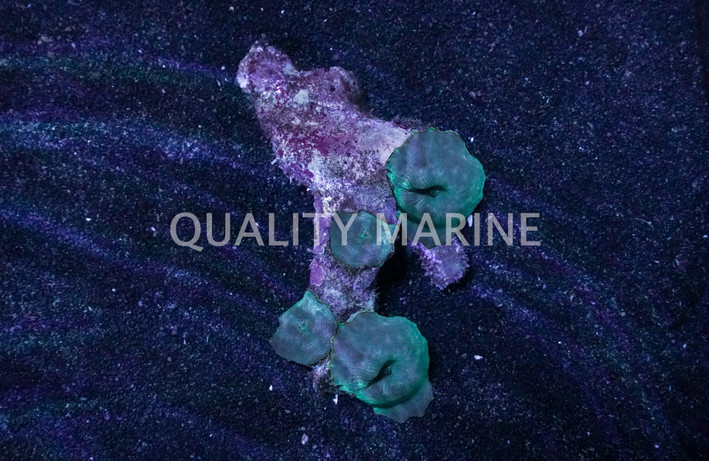 Mushroom Solomon Islands Blue :: 30108