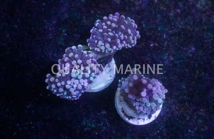 Torch / Trumpet :: 27766