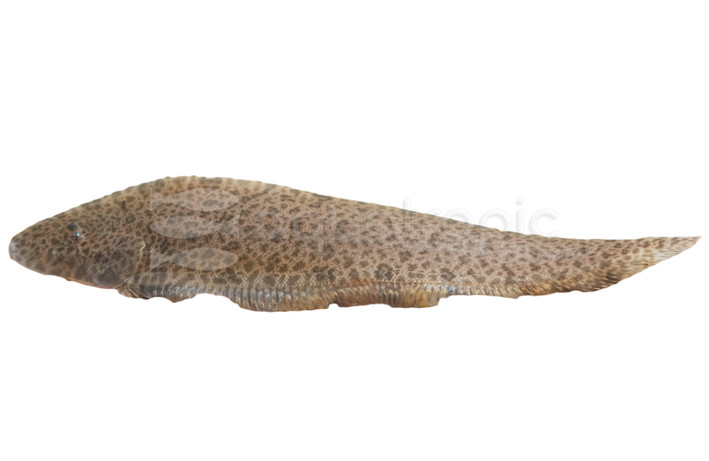 Velvety Sole :: 44274